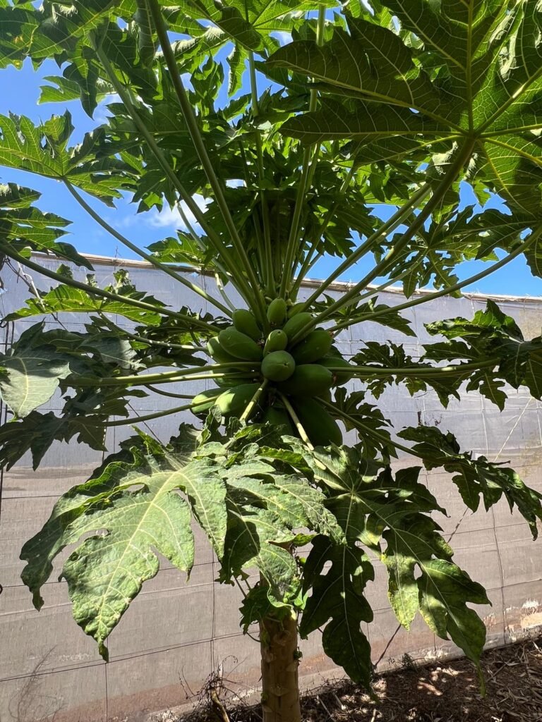 Papaya Agricultura