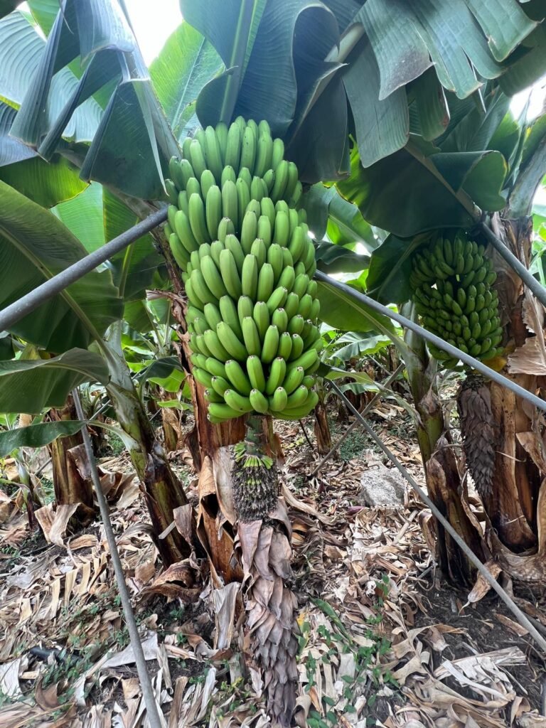 Piñas de Platano